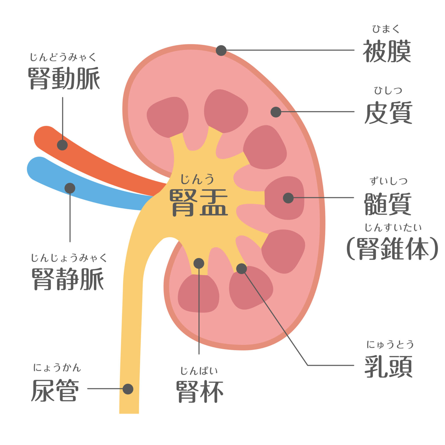 すき焼き 糸こんにゃく